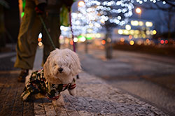 Sigma 35/1,4 + Nikon D4, foto Vojta Herout