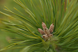 Ukázkové foto č.2