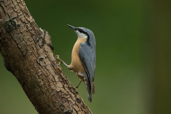 odkaz na plné rozlišení